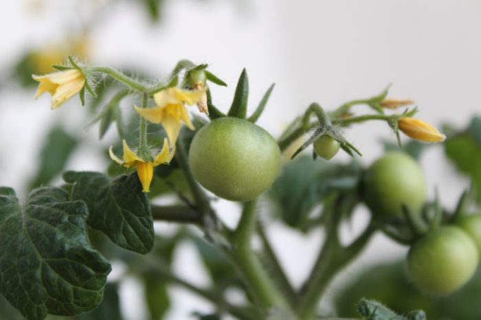 Blossom tomatoes lots blossoms thespruce romero spruce legault adrienne