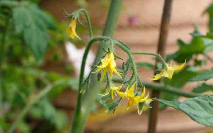 Tomato plant flowers no fruit