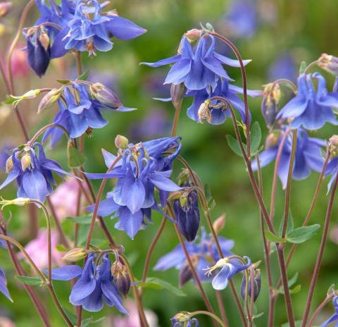 Columbine perennial perennials columbina columbines aquilegia plants plantar popular shady evgeniya vlasova spruce thespruce