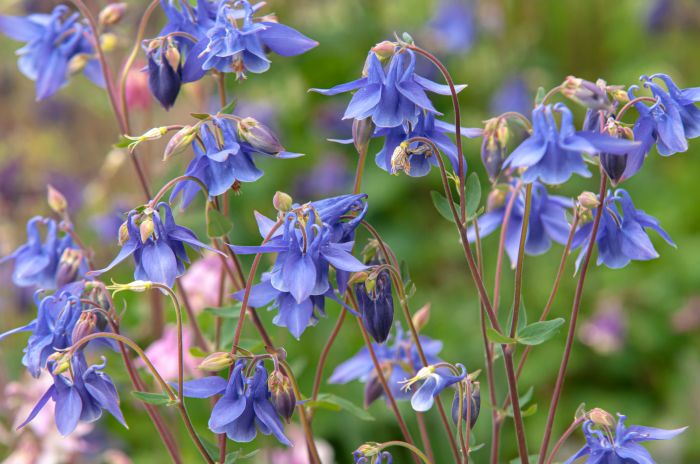 Columbine perennial perennials columbina columbines aquilegia plants plantar popular shady evgeniya vlasova spruce thespruce