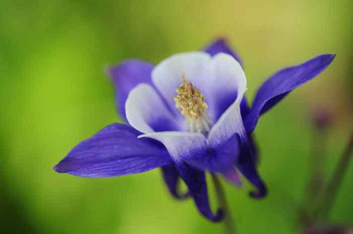 How to plant columbine flowers