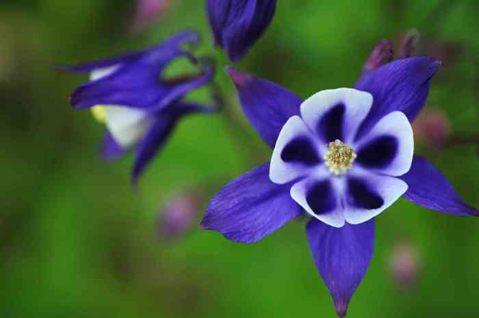 How to plant columbine flowers