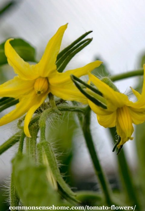 Tomato plant flowers no fruit