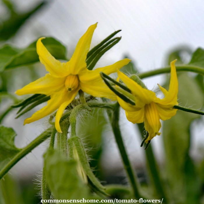 Tomato plant flowers no fruit